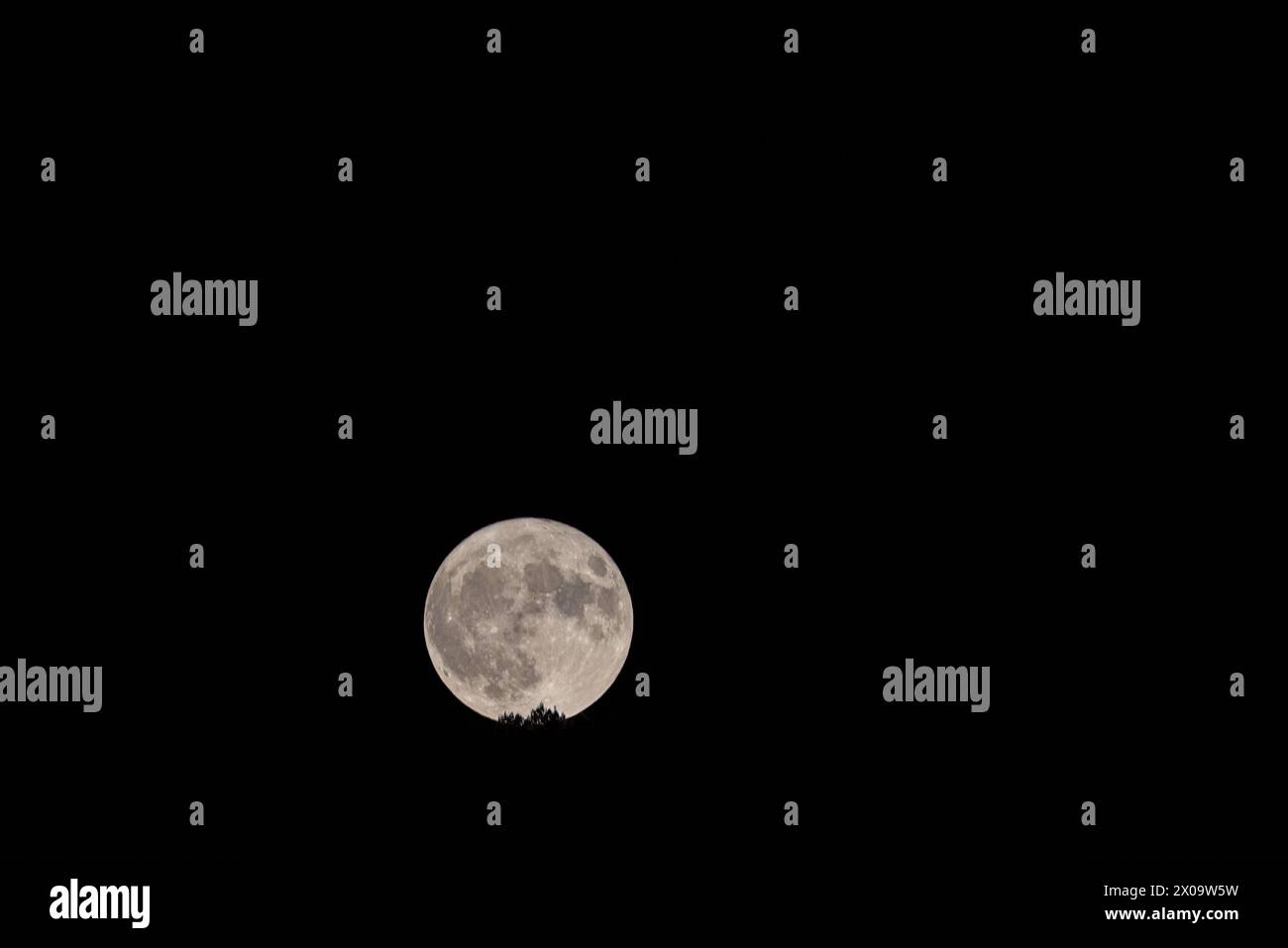 Sinfonia al chiaro di luna: Incantevole Luna piena tra alberi che sussurrano. In un'armoniosa sinfonia di luce di luna, la luna piena sale con grazia in mezzo al whis Foto Stock