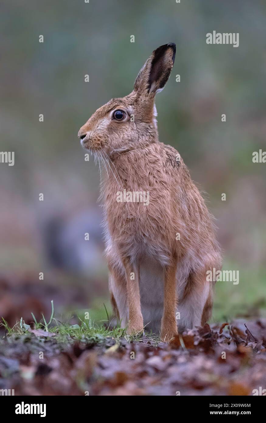 gli europei Brown Hare Lepus si trovavano in posizione eretta sul terreno agricolo di North Norfolk nel Regno Unito. Foto Stock