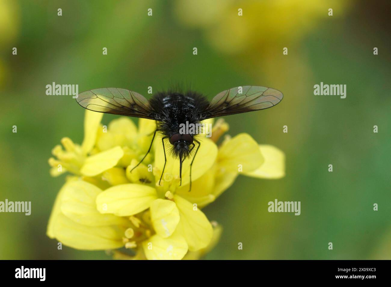 Primo piano sulla piccola mosca nera e bianca delle api, Bombylella atra su un fiore giallo di una tazza di burro Foto Stock