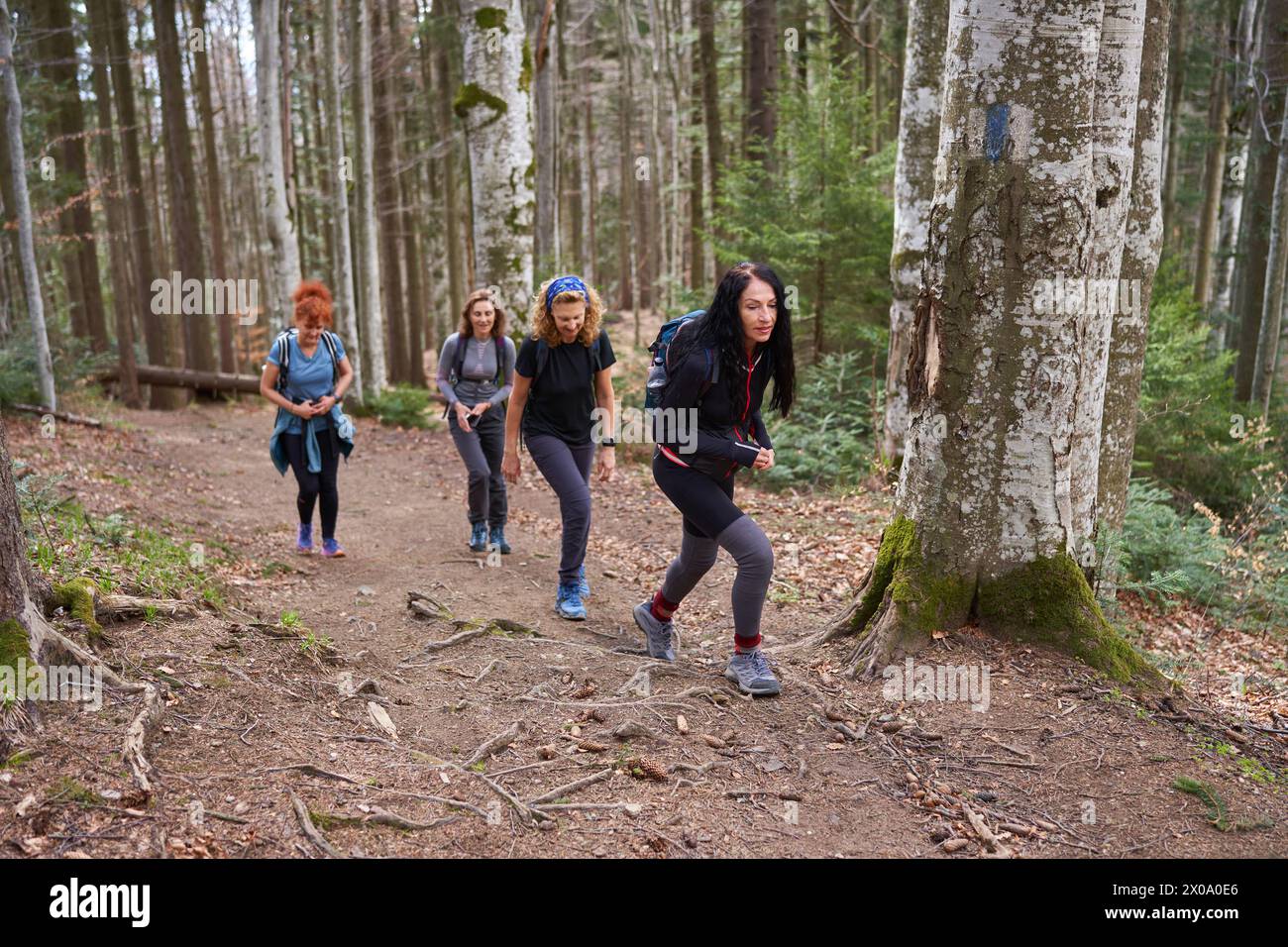 Donne escursioniste con zaino come amici che camminano in montagna attraverso la foresta Foto Stock