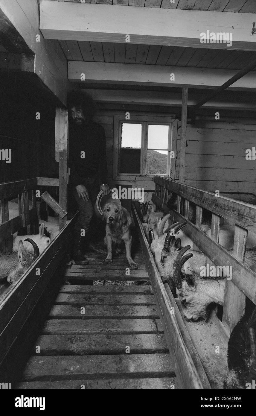 Aktuell 39-1-1973 : Pussycat'en som ble bondeFor noen år siden levde han et liv som populær musiker i gruppa The Pussycats blant hylende tenåringer, omgitt av kyniske skandaler som blant annet førte til konflikt med politiet. I dag driver Ottar Aasegg et lite gardsbruk på den nesten avfolkede Karlsøya i Troms. Han har 40 geiter — og han har lært seg til å melke dem. Foto: Aage Storløkken / Aktuell / NTB **FOTO IKKE BILDEBEHANDLET*** questo testo è stato tradotto automaticamente! Foto Stock