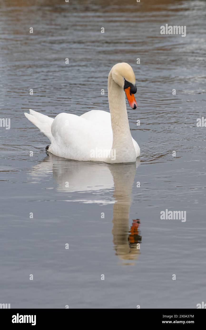 Mute Swan (Cygnus olor) River Ury, Inverurie, Aberdeenshire, Scozia, Regno Unito Foto Stock