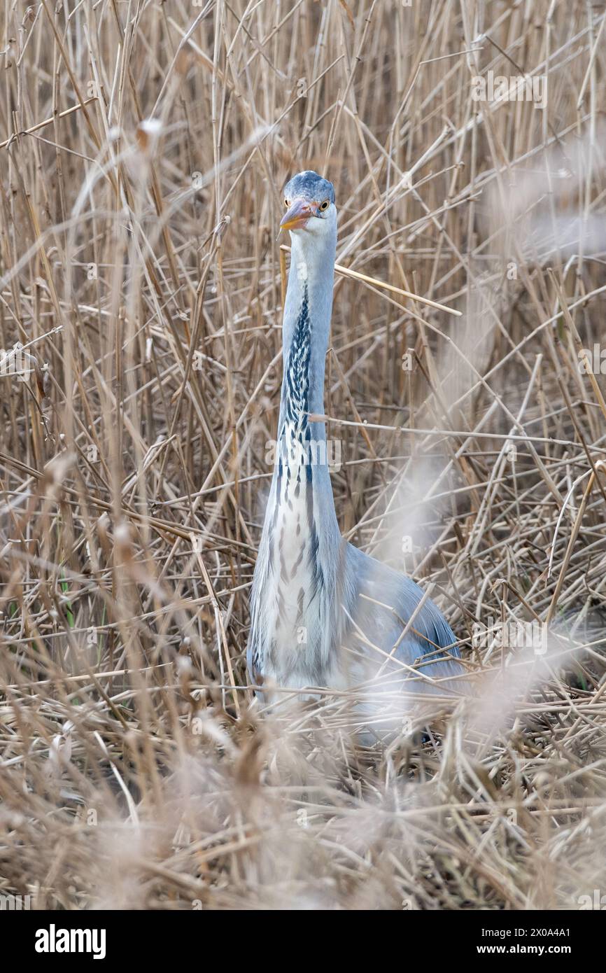 Heron grigio (Ardea cinerea) tra l'erba canaria di canne, Ury Riverside Park, Inverurie, Aberdeenshire, Scozia, REGNO UNITO Foto Stock
