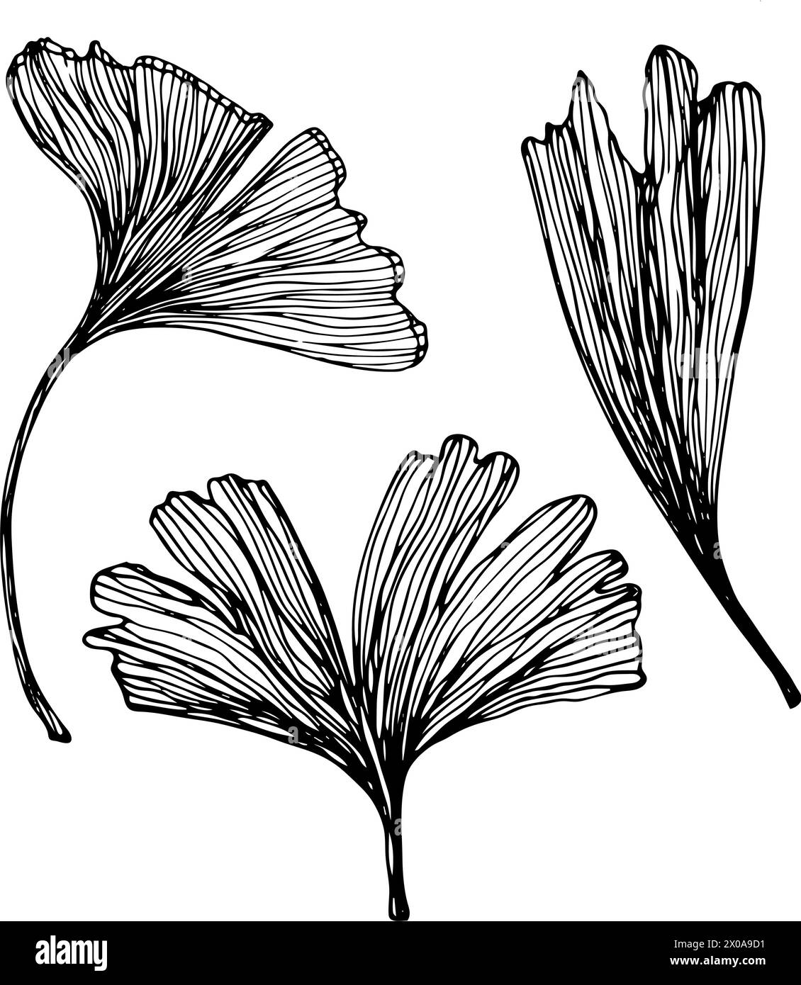 Set di foglie di Ginkgo biloba disegnate a mano. Collezione vettoriale di foglie di ginkgo. Con foglie esotiche floreali per il tuo design. Illustrazione Vettoriale