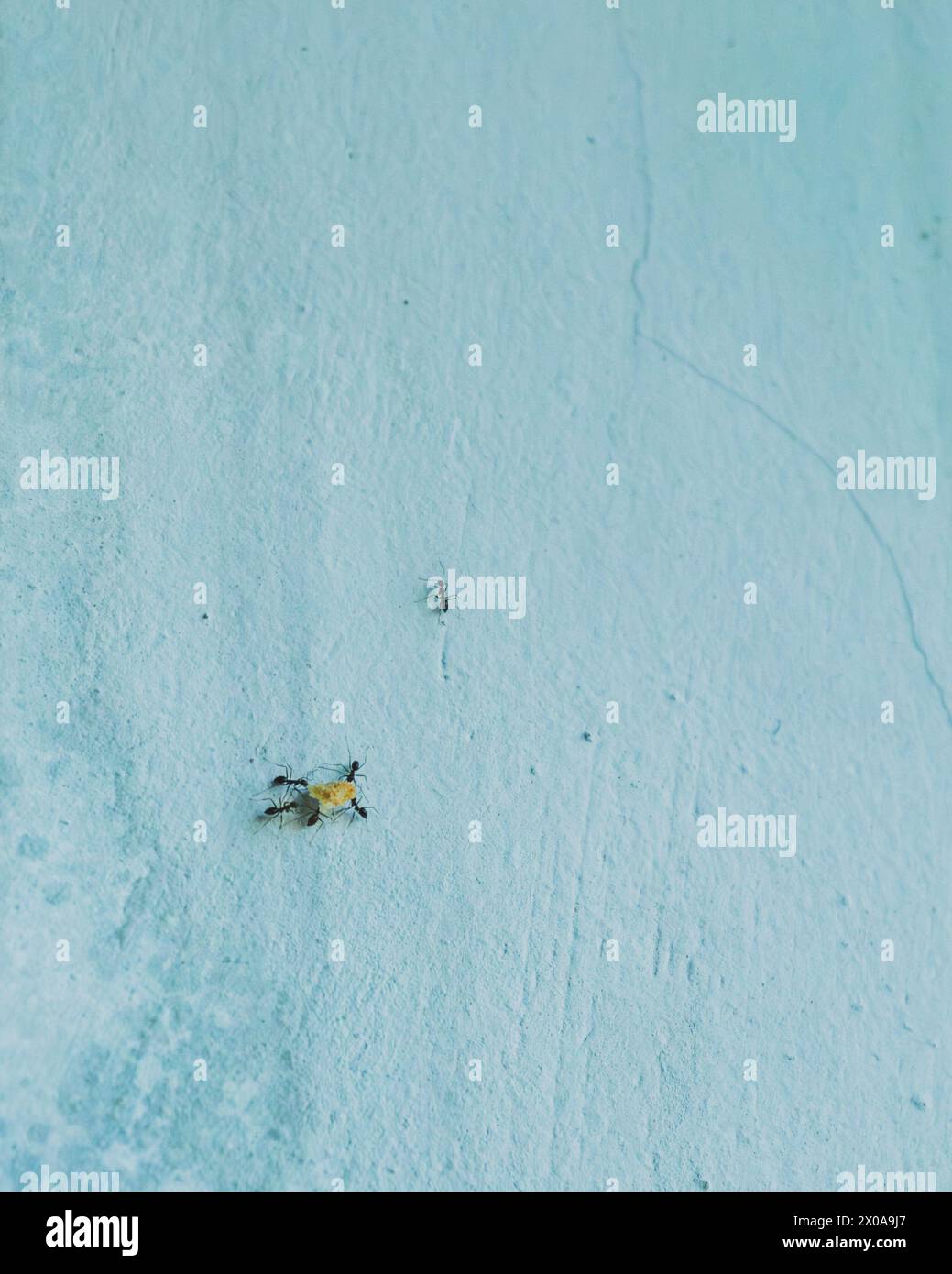 si aiutano a vicenda a portare il cibo al formicolio Foto Stock