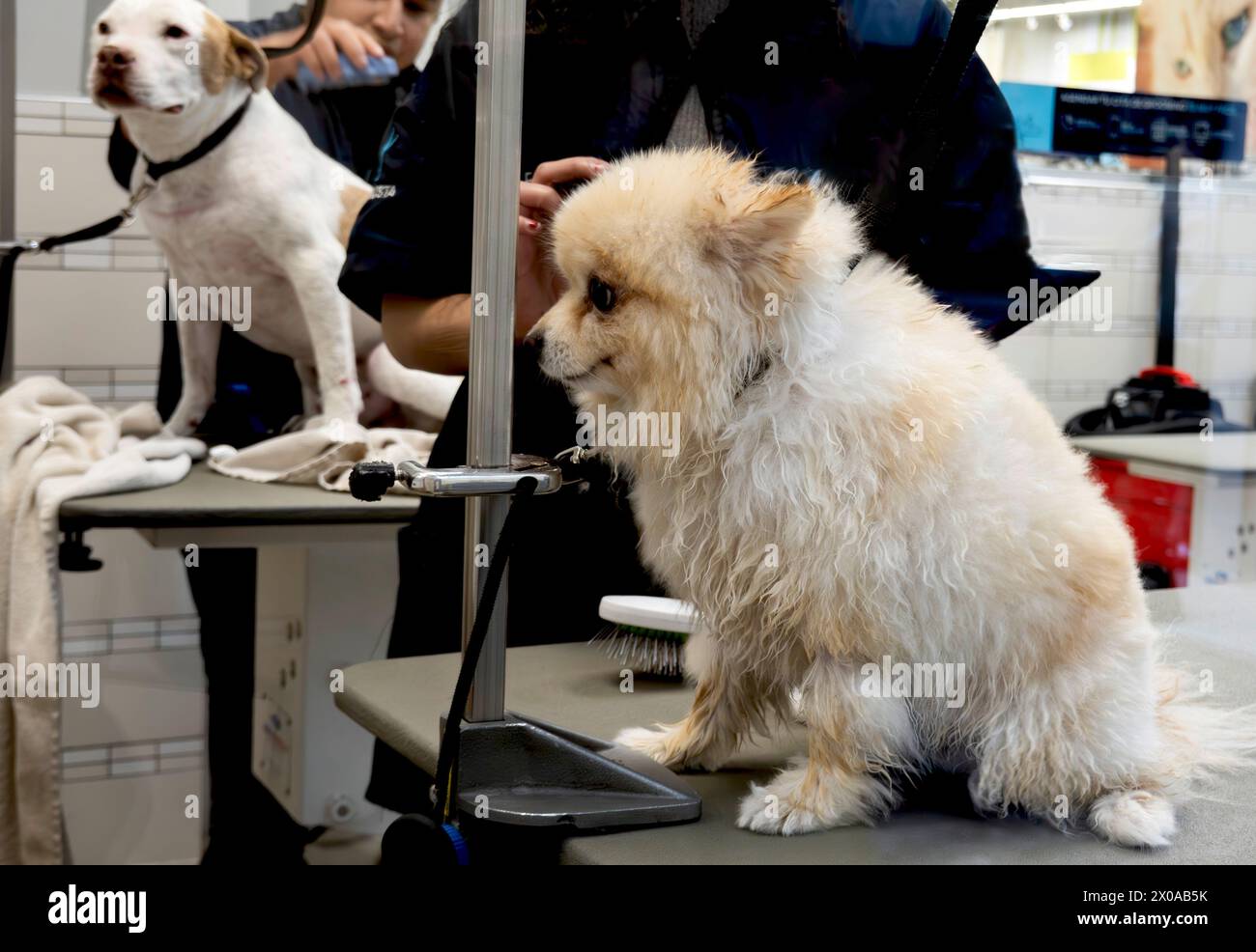 I cani da compagnia vengono curati nel salone commerciale Foto Stock