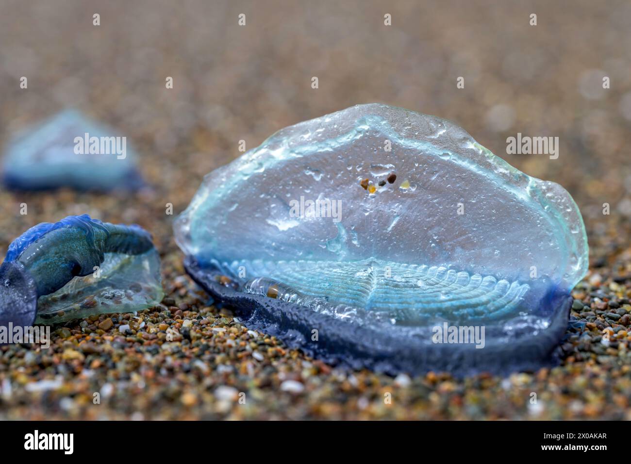 Primo piano di una colonia di Velella velella Foto Stock