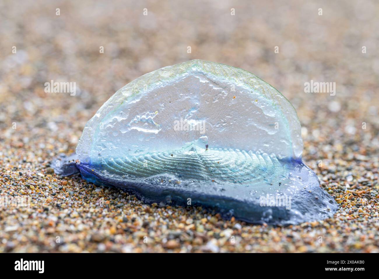 Primo piano di una colonia di Velella velella Foto Stock