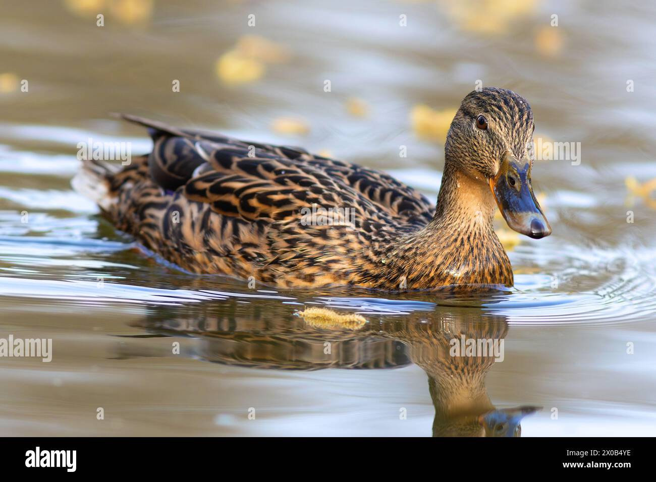 Bel primo piano di galline domestiche mentre nuota sullo stagno (Anas platyrhynchos) Foto Stock