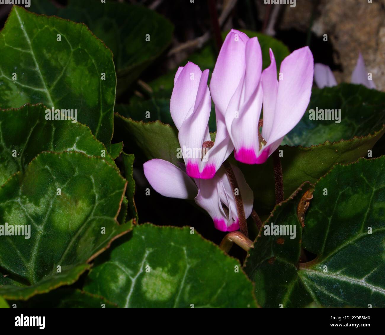 Ciclamino persiano fiorito (ciclamino persicum), Cipro Foto Stock