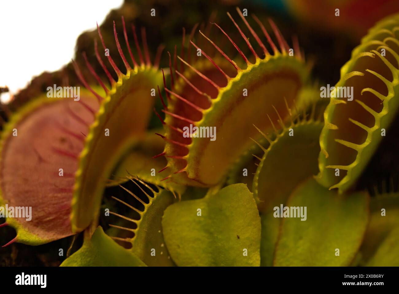 Dionaea muscipula , nota come flytrap, in primo piano. Foto Stock