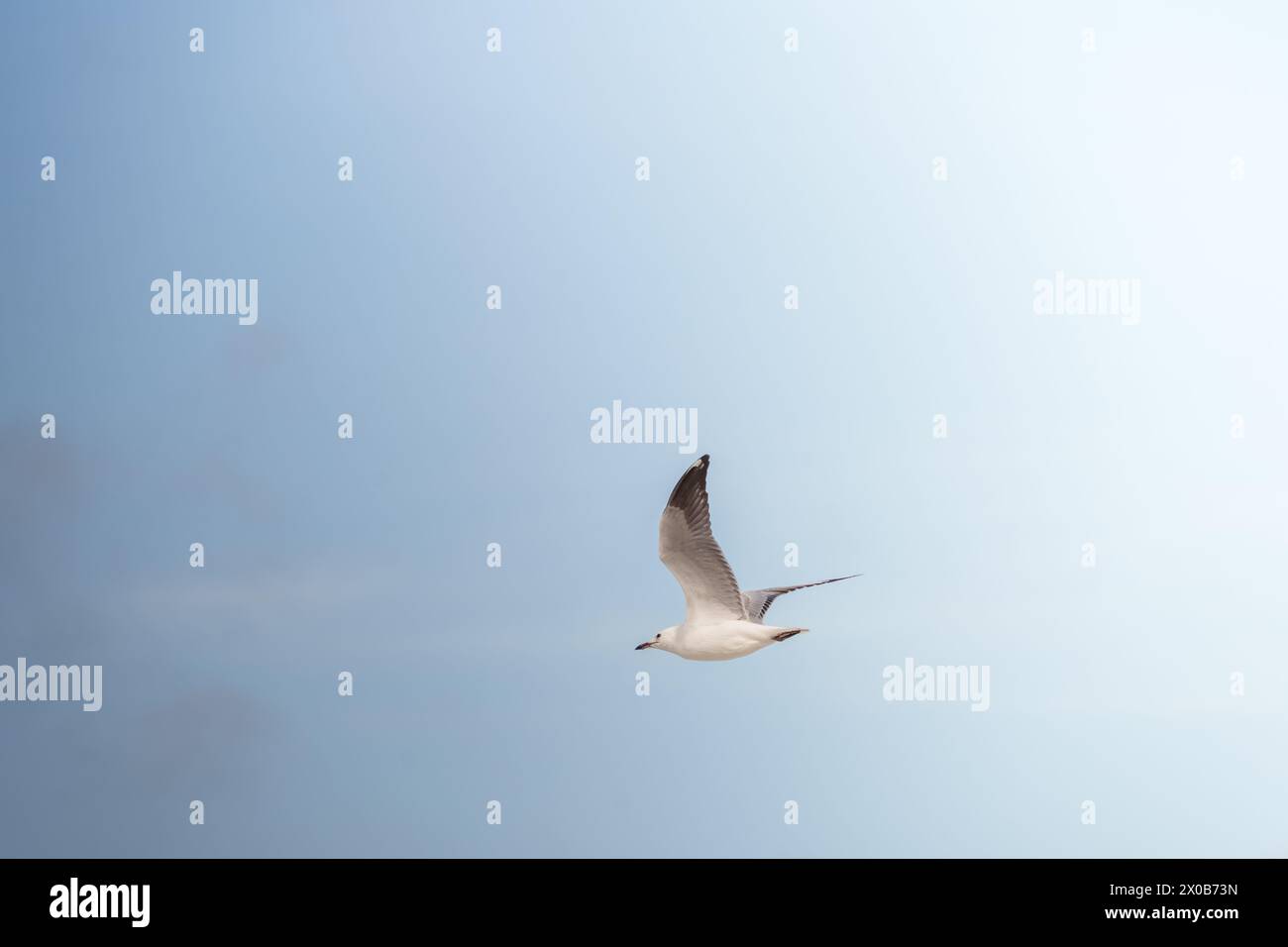 Uccello di gabbiano bianco che vola nel cielo blu sopra il mare su una spiaggia di Sydney, Australia Foto Stock