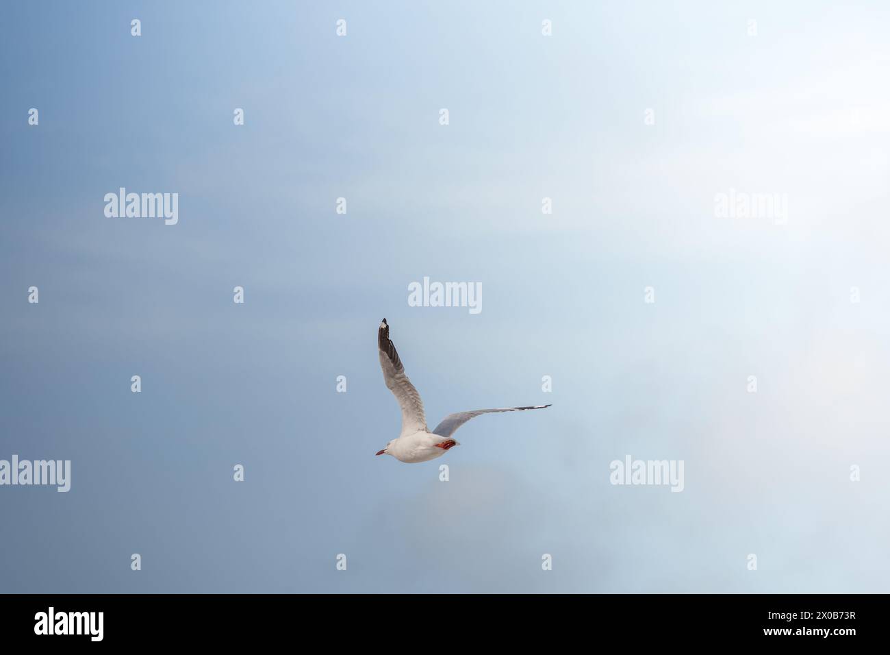 Uccello di gabbiano bianco che vola nel cielo blu sopra il mare su una spiaggia di Sydney, Australia Foto Stock