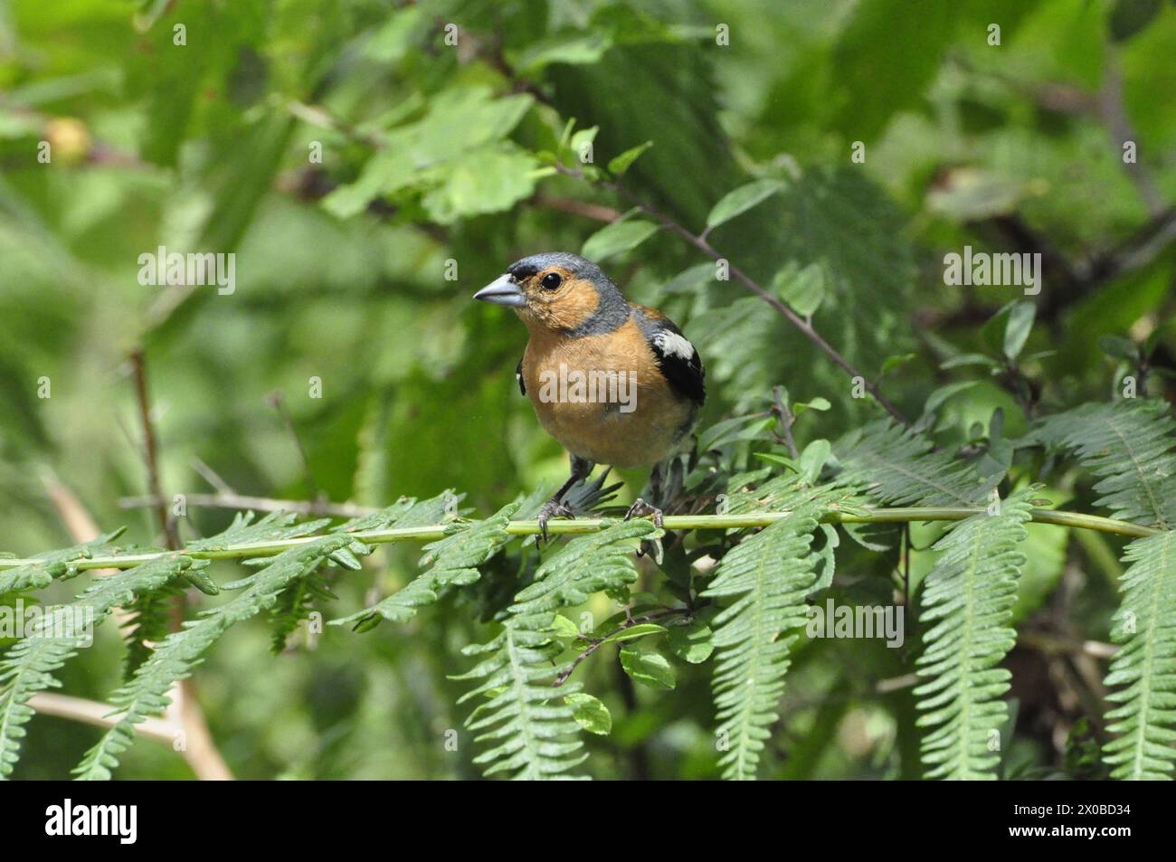 Chaffinch su una felce Foto Stock