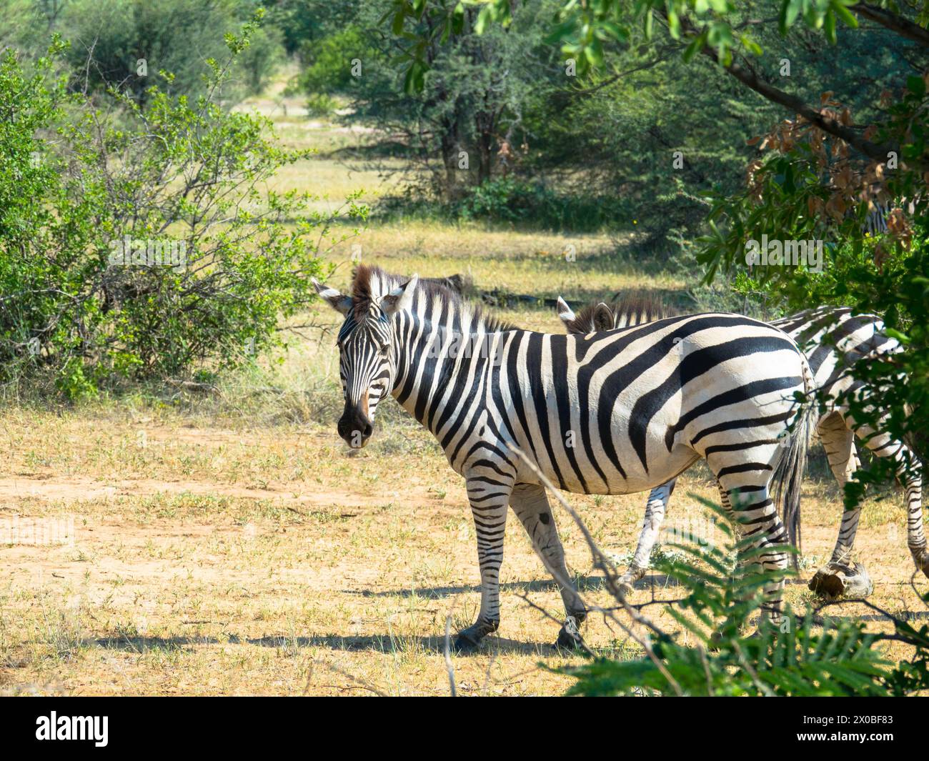 La zebra di Grevy si trova nell'erba, in un habitat naturale. Delta dell'Okavango, Botswana, Africa. Concetto di turismo e vacanze. Foto Stock
