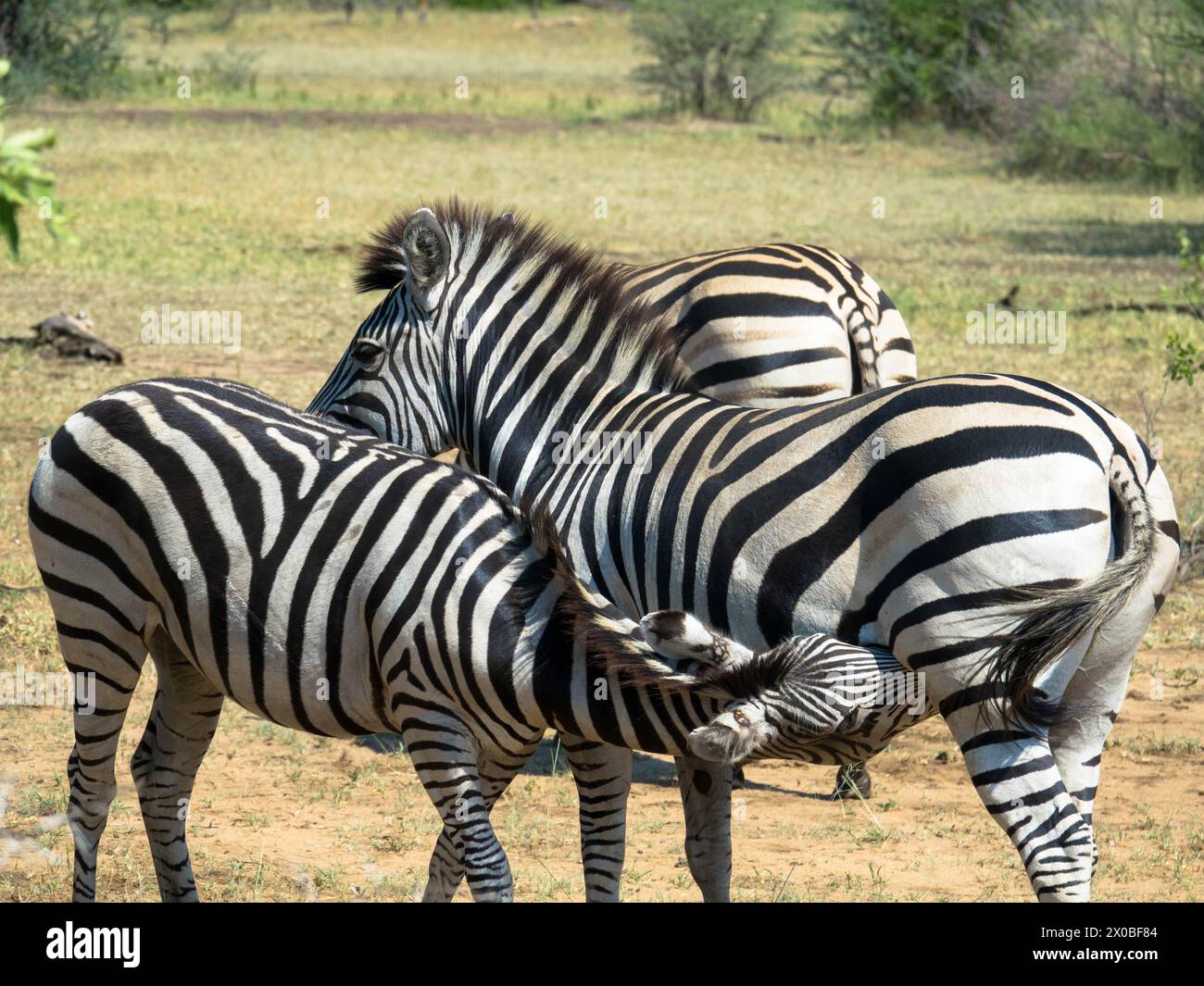 La zebra di una madre Grevy succhia il suo giovane puledro nella savana. Okawango Delta, Botswana, Africa. Primo piano. Foto Stock