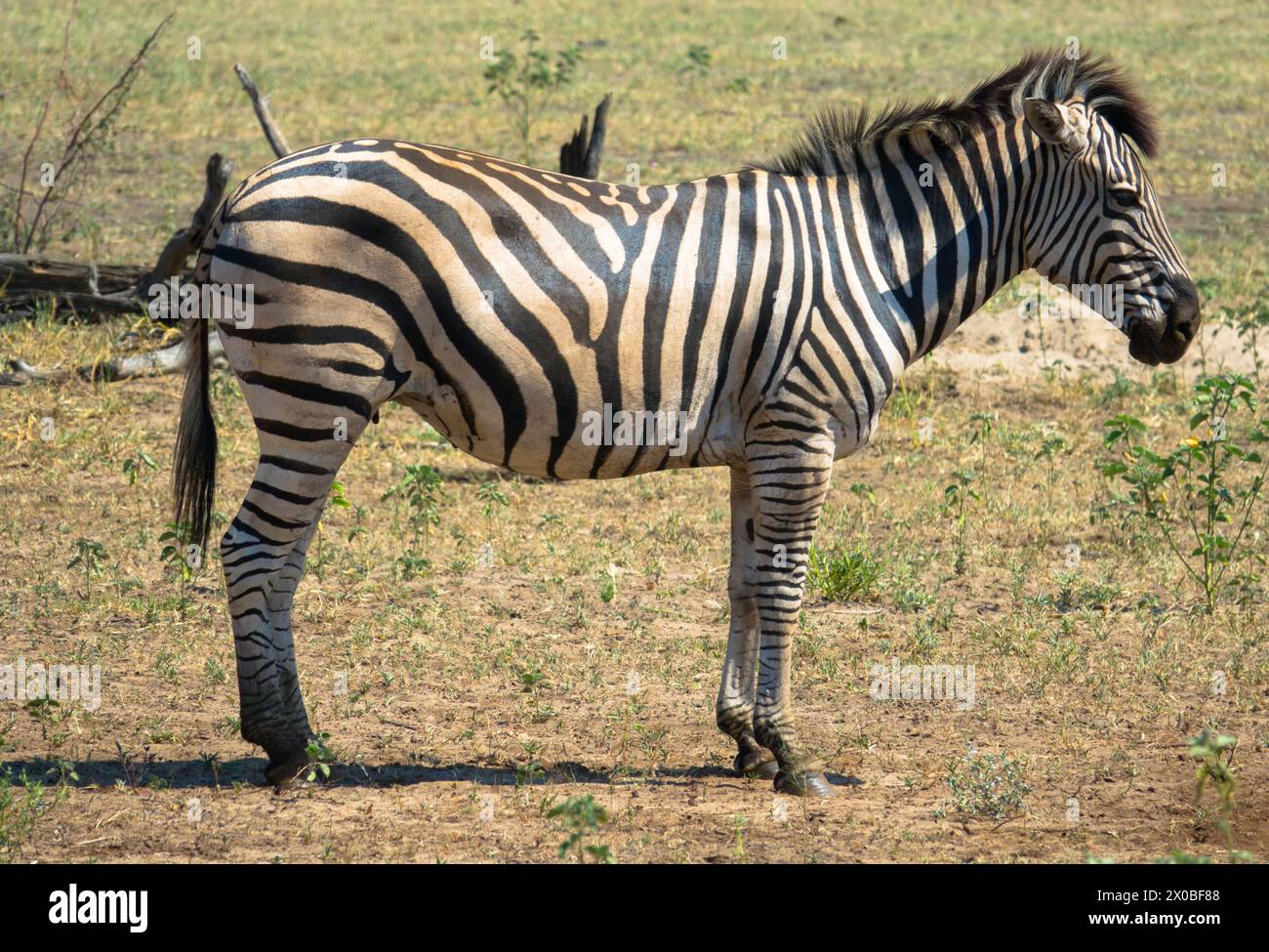 La zebra di Grevy si trova nell'erba, in un habitat naturale. Delta dell'Okavango, Botswana, Africa. Concetto di turismo e vacanze. Foto Stock