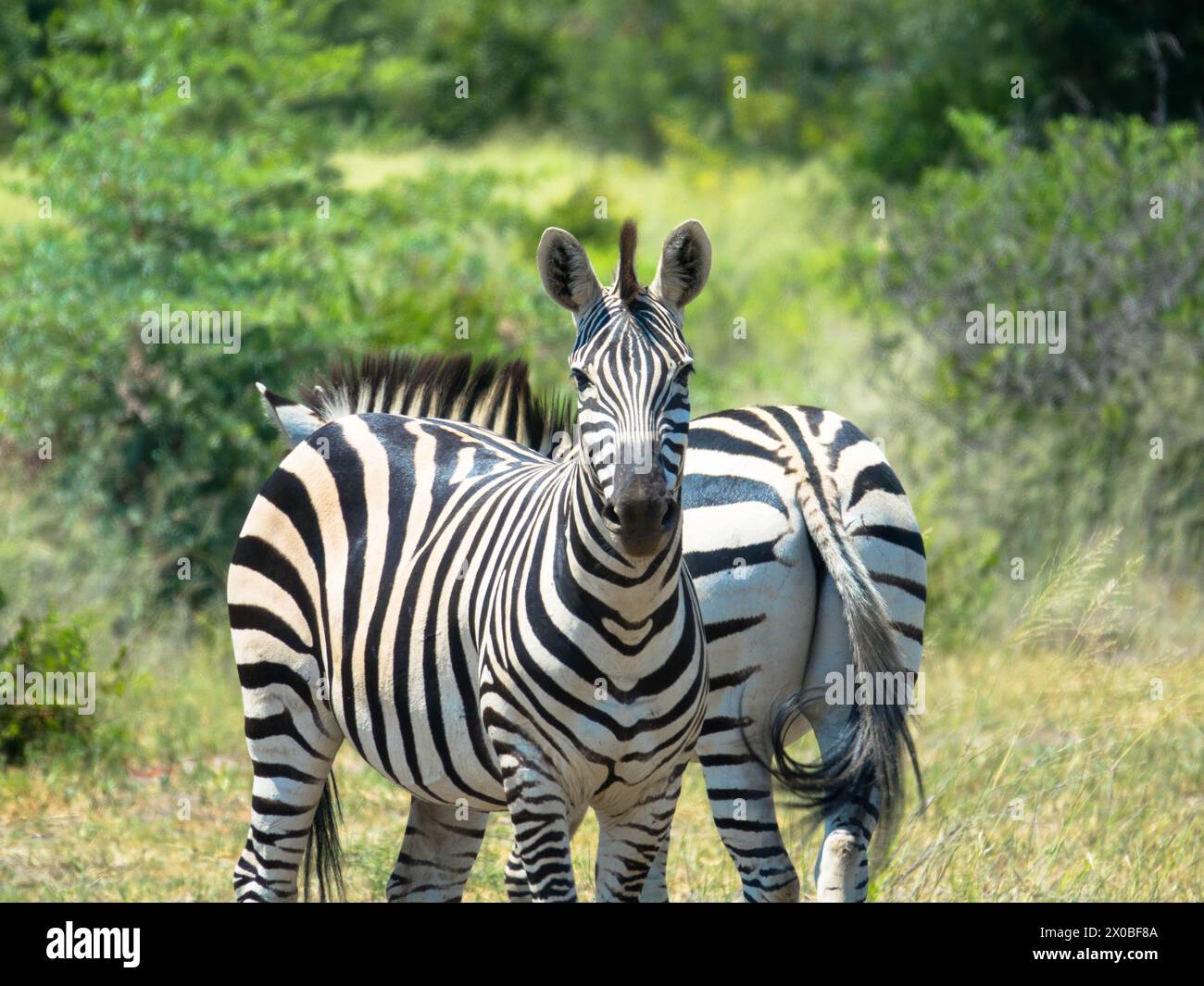 La zebra di Grevy si trova nell'erba, in un habitat naturale. Delta dell'Okavango, Botswana, Africa. Concetto di turismo e vacanze. Foto Stock
