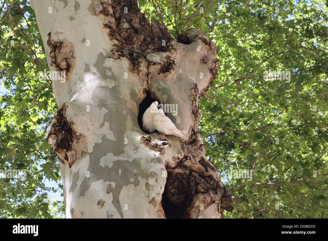 Siviglia, Andalusia, Spagna. 11 aprile 2024. Due colombe bianche che condividono un nido lungo gli alberi nell'Alameda de Hercules.Paul Quezada-Neiman/Alamy Iive News Credit: Paul Quezada-Neiman/Alamy Live News Foto Stock