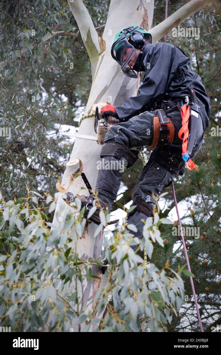 chirurgo arboricolo con motosega bungay suffolk inghilterra Foto Stock