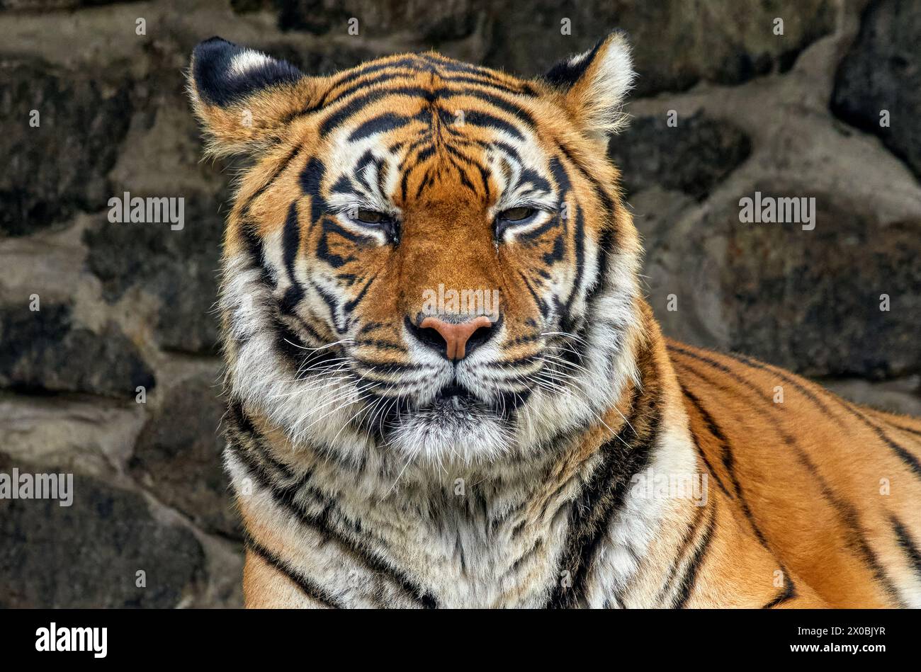 Immagine della faccia di una grande tigre a strisce Foto Stock