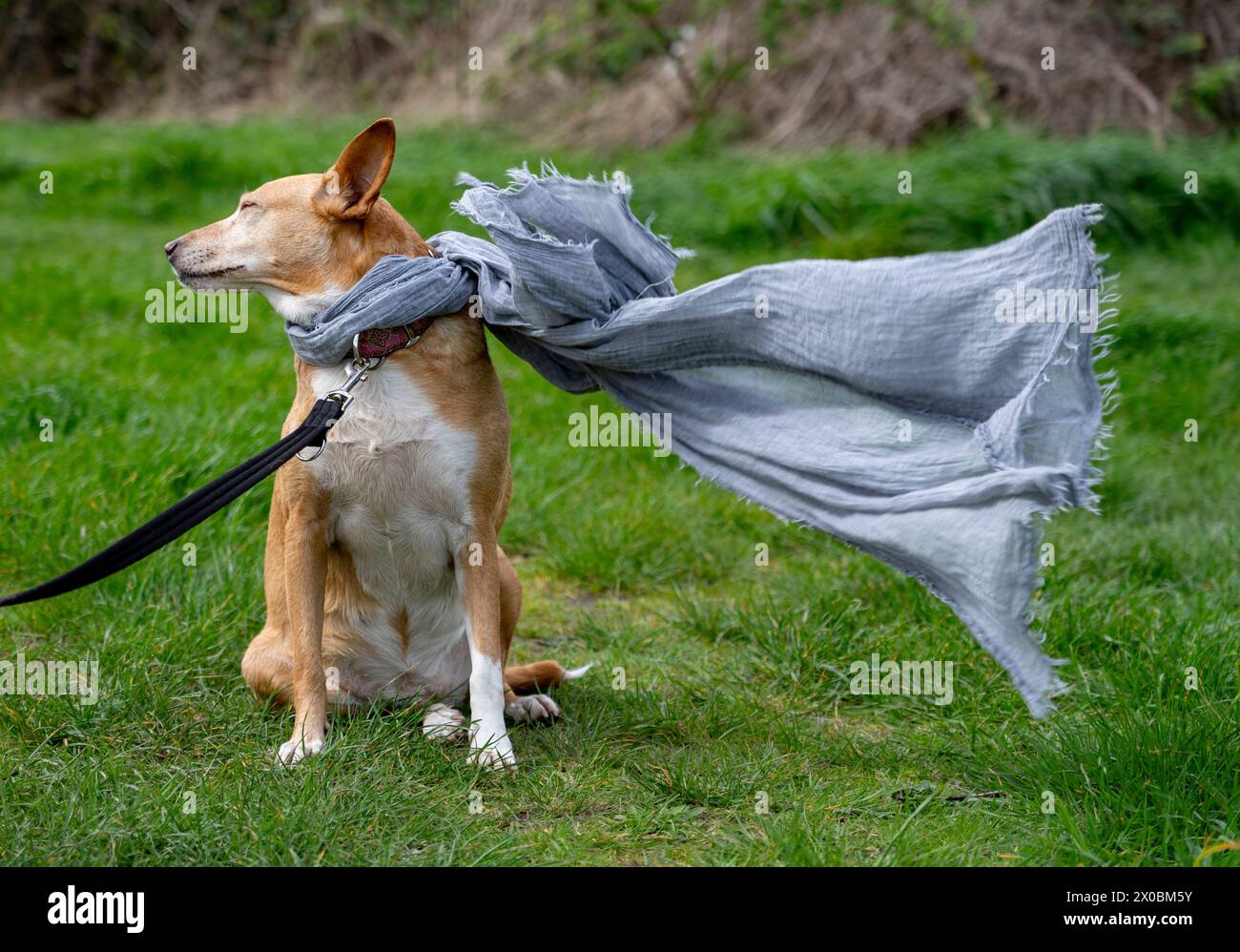 TEMPESTA KATHLEEN, LONDRA © Jeff Moore Un cane viene fatto saltare in aria da venti di oltre 40 km/h a Forest Gate, Londra, questo pomeriggio. Foto Stock