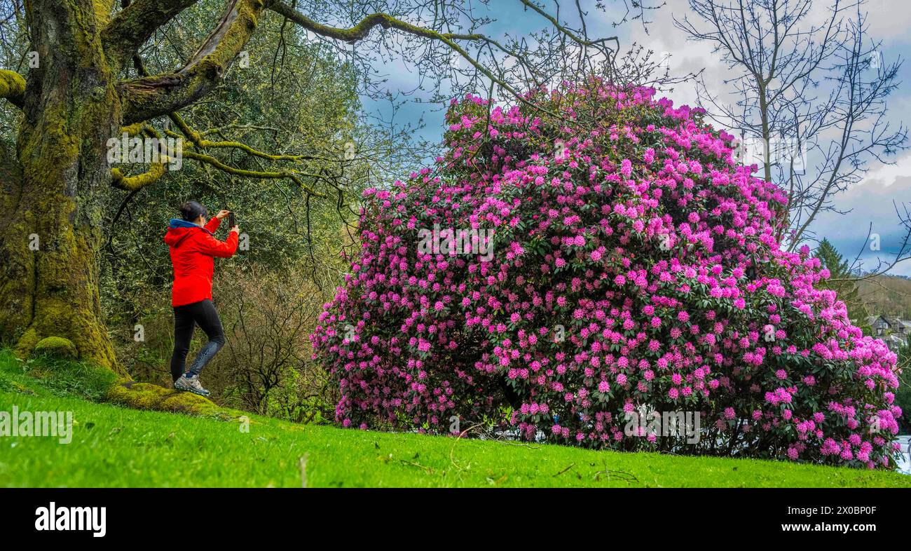 Ambleside, Regno Unito. 10 aprile 2024. Meteo nel Regno Unito. Ambleside, Lake District, Cumbria, Inghilterra. Jude Wilkinson si prende un momento per apprezzare il profumo e le colorate fioriture di un enorme rododendro rosa fiorito nella panoramica Ambleside nel Lake District, Cumbria. Crediti immagine: phil wilkinson/Alamy Live News Foto Stock