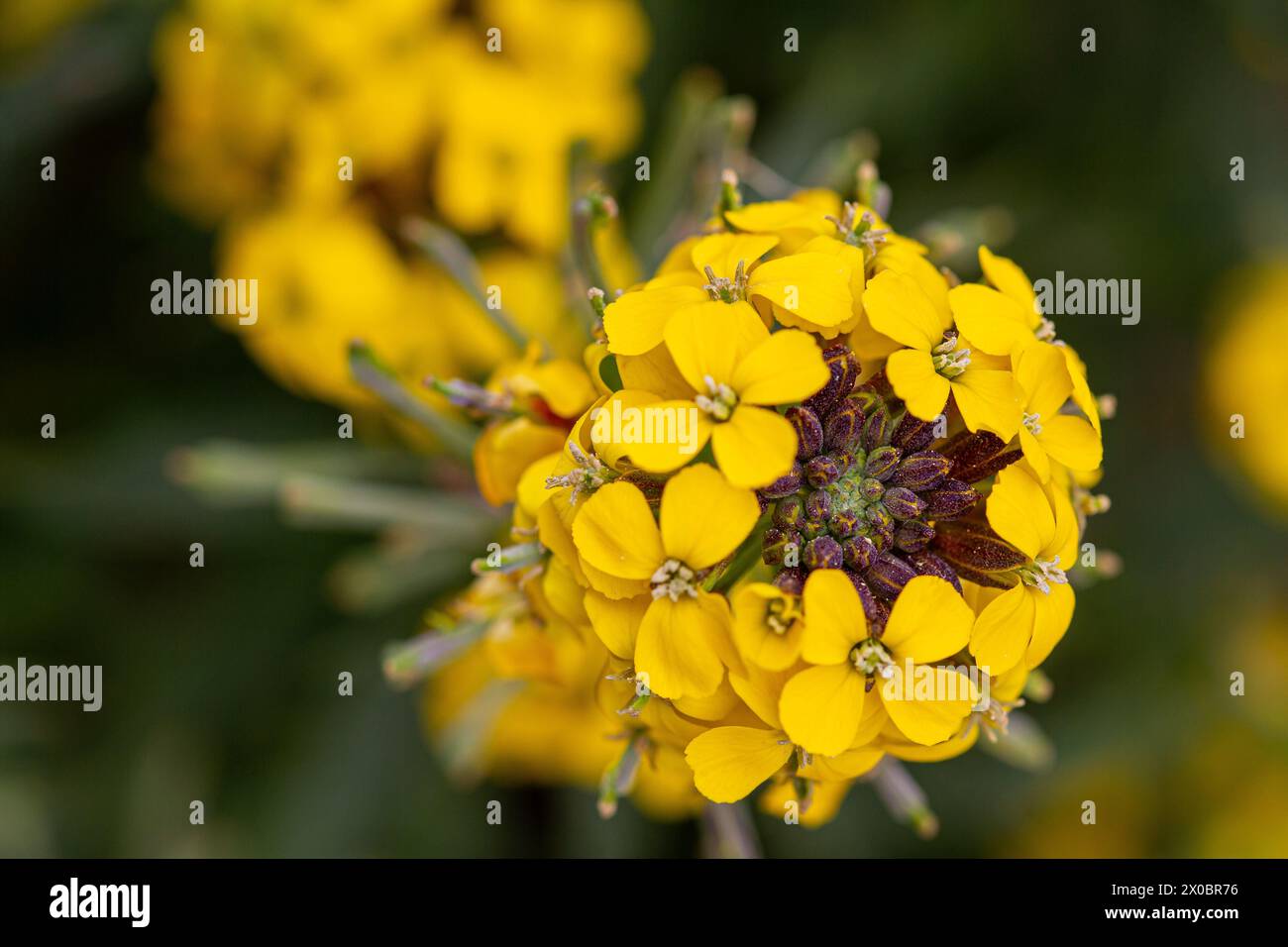 primo piano dei fiori di un razzo di fiori di muratura o prateria (erysium capitanum) Foto Stock