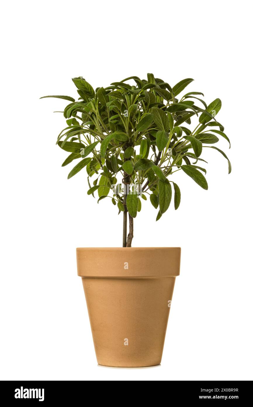 Arbusto di salvia in vaso isolato su sfondo bianco Foto Stock