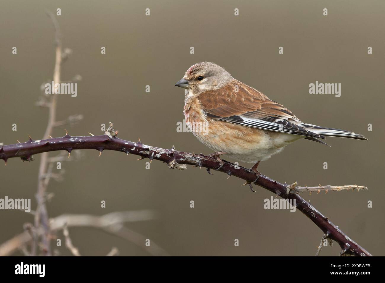 Linnet (Carduelis cannabina) maschio Dorset aprile 2024 Foto Stock
