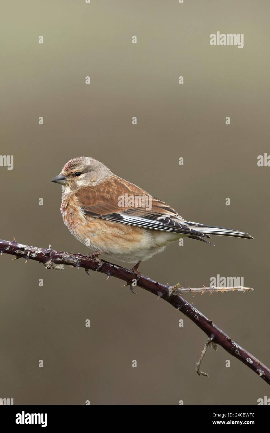 Linnet (Carduelis cannabina) maschio Dorset aprile 2024 Foto Stock