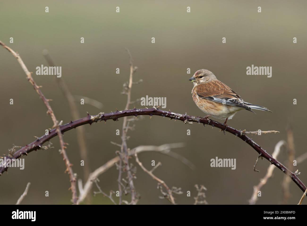 Linnet (Carduelis cannabina) maschio Dorset aprile 2024 Foto Stock