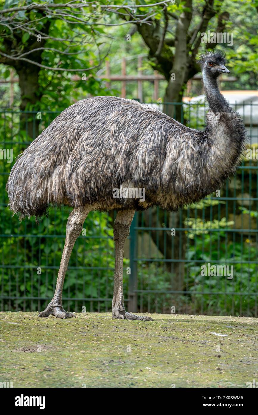 Il menagerie, lo zoo del giardino botanico. Vista di un uccello australiano emu in un parco di erba verde Foto Stock