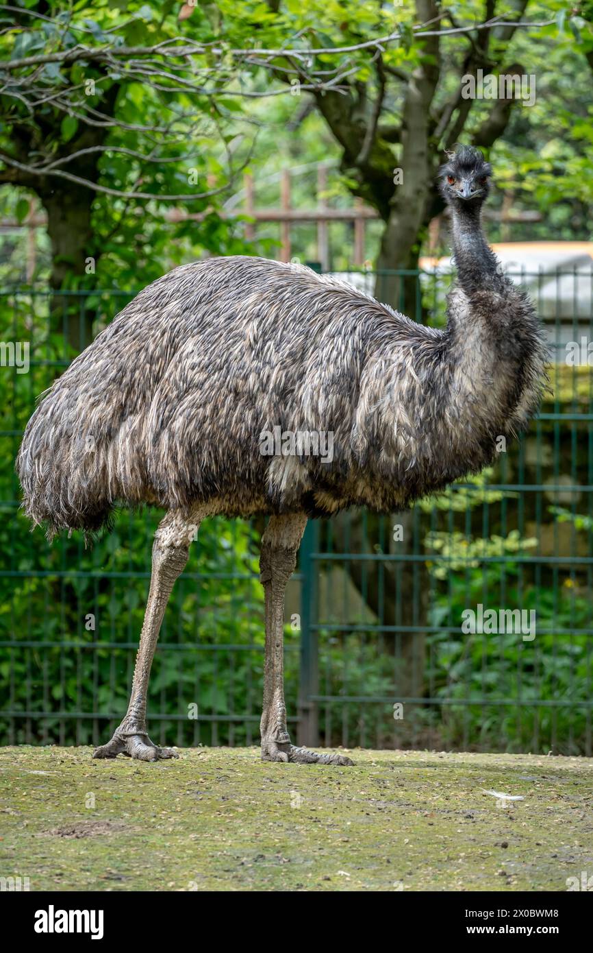 Il menagerie, lo zoo del giardino botanico. Vista di un uccello australiano emu in un parco di erba verde Foto Stock