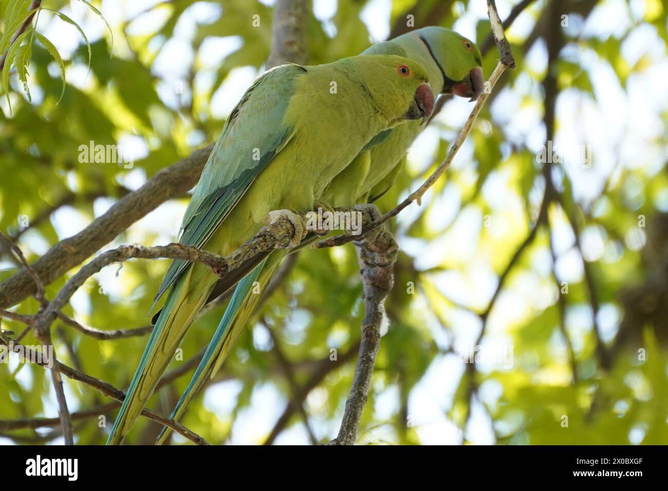 Illustrazione di un paio di pappagalli verdi, noti come il parrocchetto di alessandrina, appesi a un ramo d'albero nella periferia del villaggio di Ajmer, Rajahstan, India, il 10 aprile 2024. Il parrocchetto alessandrino, scientificamente indicato come Psittacula eupatria e comunemente noto come pappagallo alessandrino, è un membro di dimensioni moderate del genere Psittacula all'interno della famiglia Psittaculidae. Originario dell'Asia meridionale e del sud-est asiatico, deve il suo nome ad Alessandro Magno. Questa designazione deriva dal tentativo di Alessandro di portare numerosi uccelli dal Punjab in diverse parti d'Europa e nel Mediterran Foto Stock