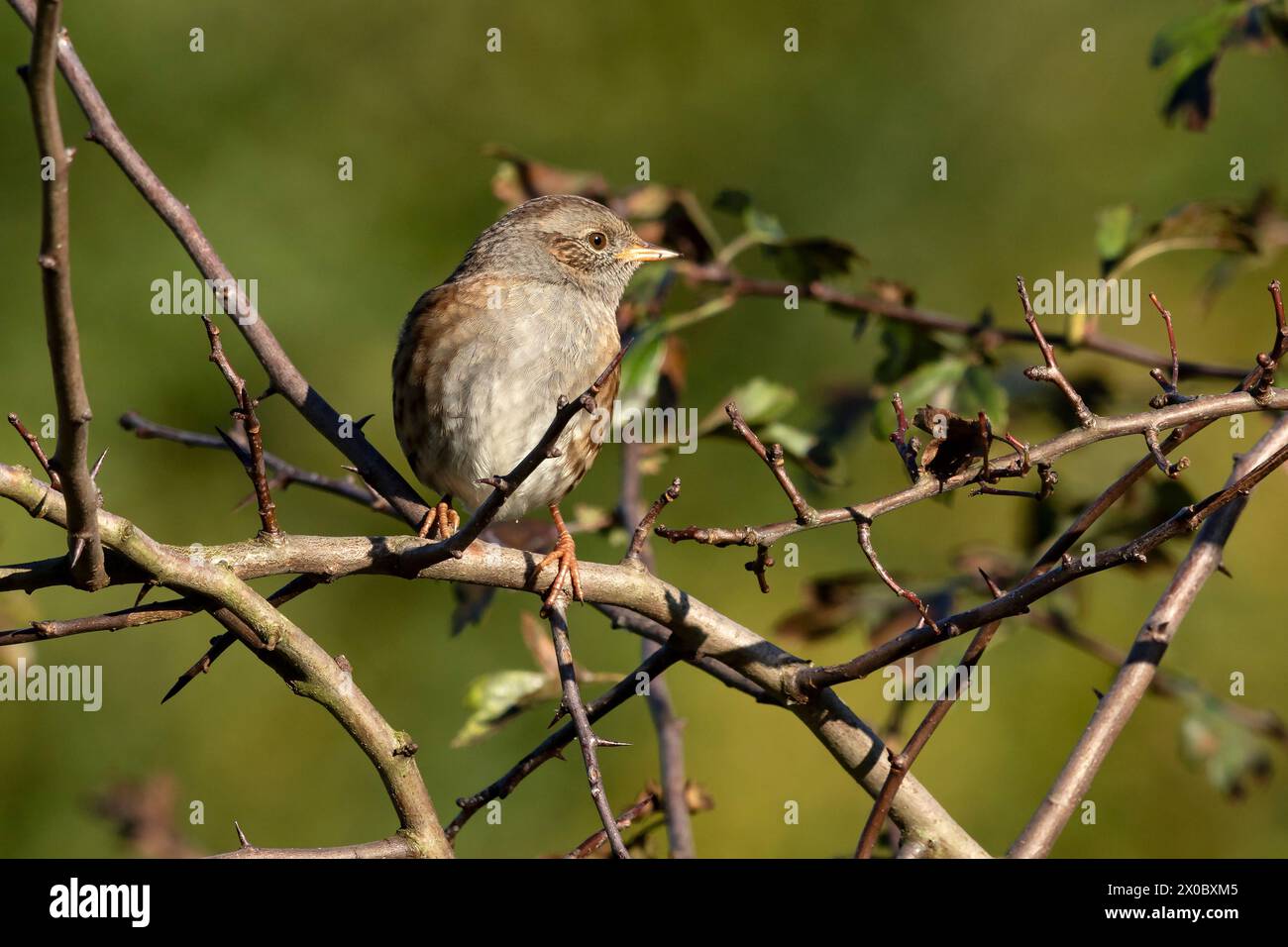 Unione Robin Erithacus rubecula Foto Stock