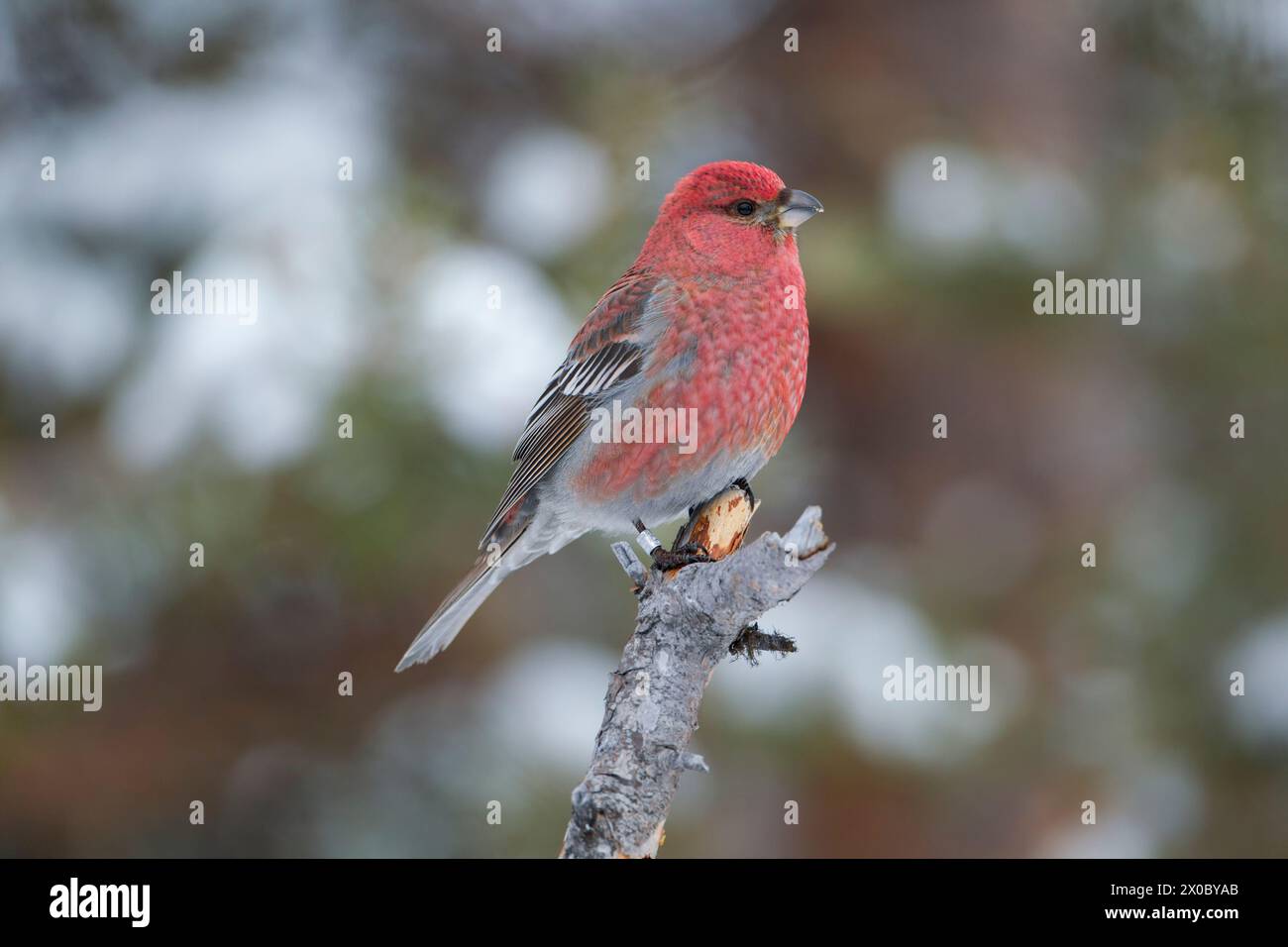 Becco grosbeak di pino (Pinicola enucleator) arroccato su un piccolo ramo rotto tra pini, che mostra dettagli di piumaggio in luce soffusa. Foresta boreale i Foto Stock