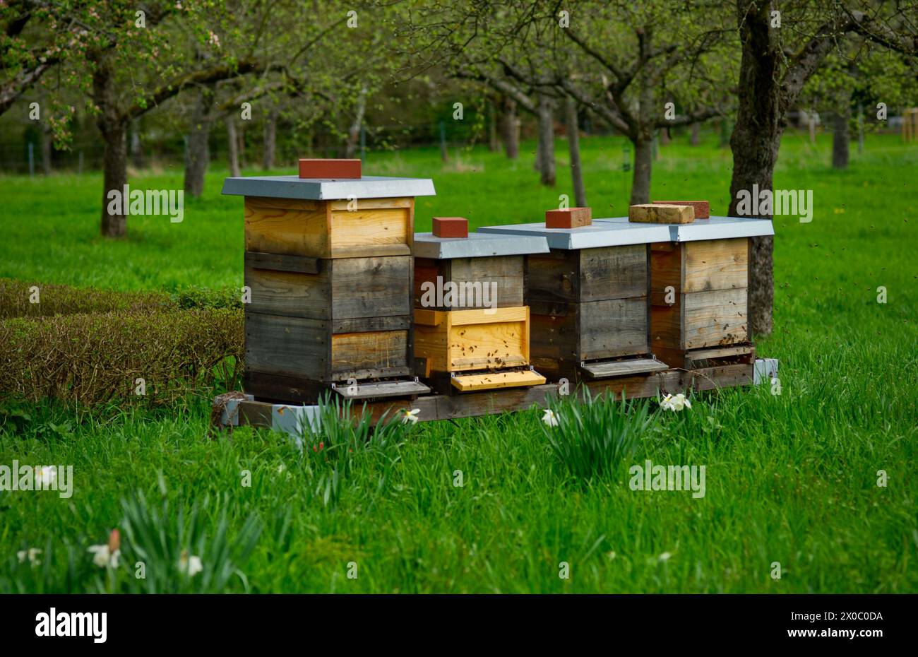 Diversi alveari per l'apicoltura (apicoltura) in un giardino Foto Stock