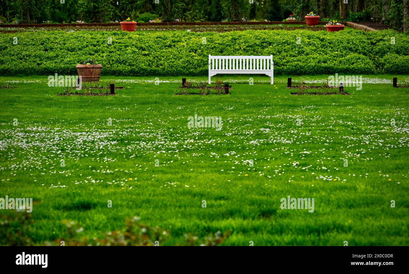 parco con vista su un prato verde con margherite bianche e una panca bianca in legno del parco in lontananza Foto Stock