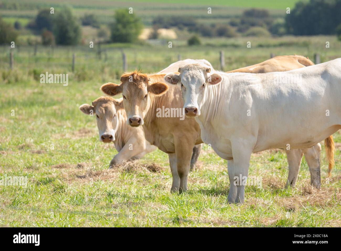 Tre mucche francesi Charolais guardano la macchina fotografica in un campo Foto Stock