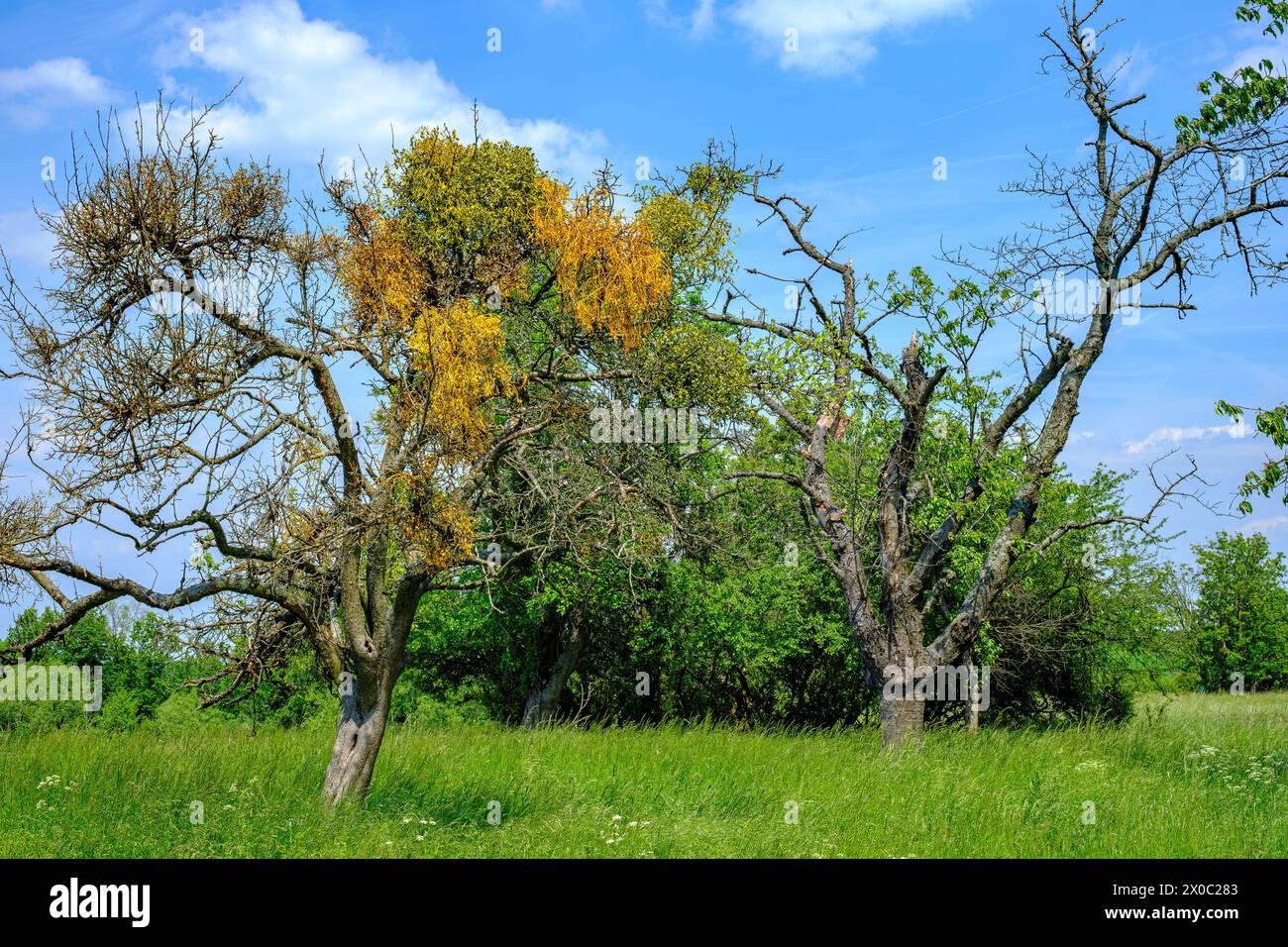Gruppo di alberi con vischetto vicino a Malschendorf sugli altopiani di Schönfeld vicino a Dresda, Sassonia, Germania. Foto Stock
