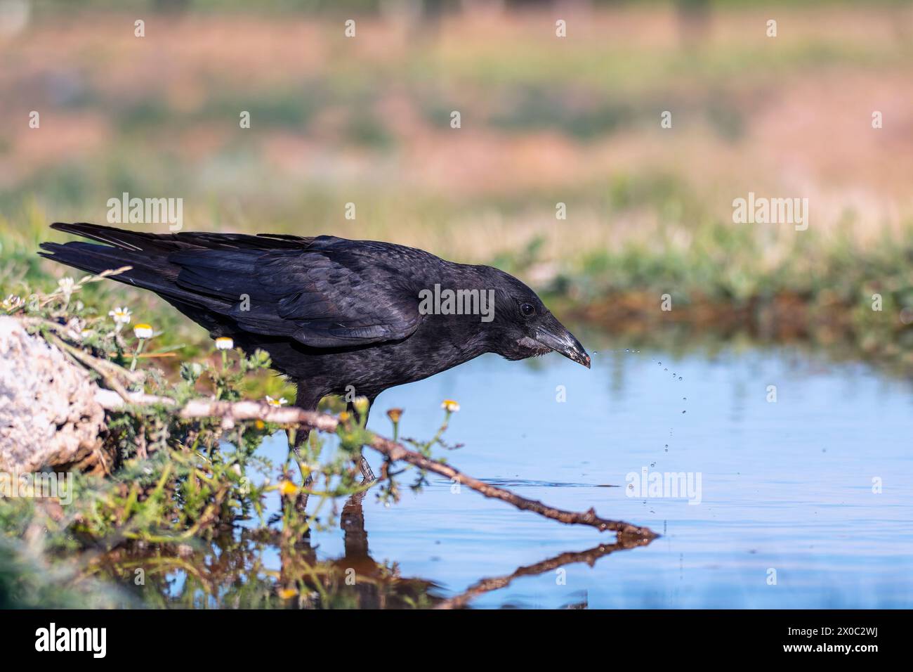 Corvo di Carrion arroccato in uno stagno per bere acqua. Spagna. Foto Stock