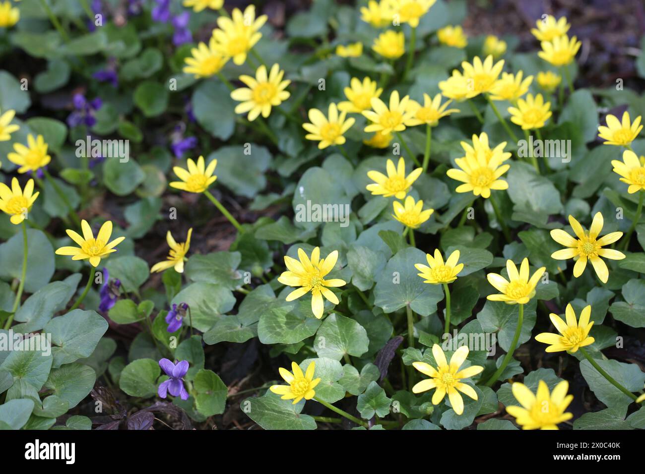 Bellissimi fiori gialli minori celandine e violette che crescono all'aperto Foto Stock
