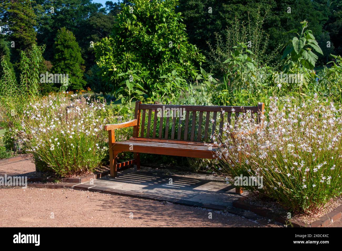 Sydney Australia, posto a sedere nel giardino circondato da piante gaura bianche fiorite Foto Stock
