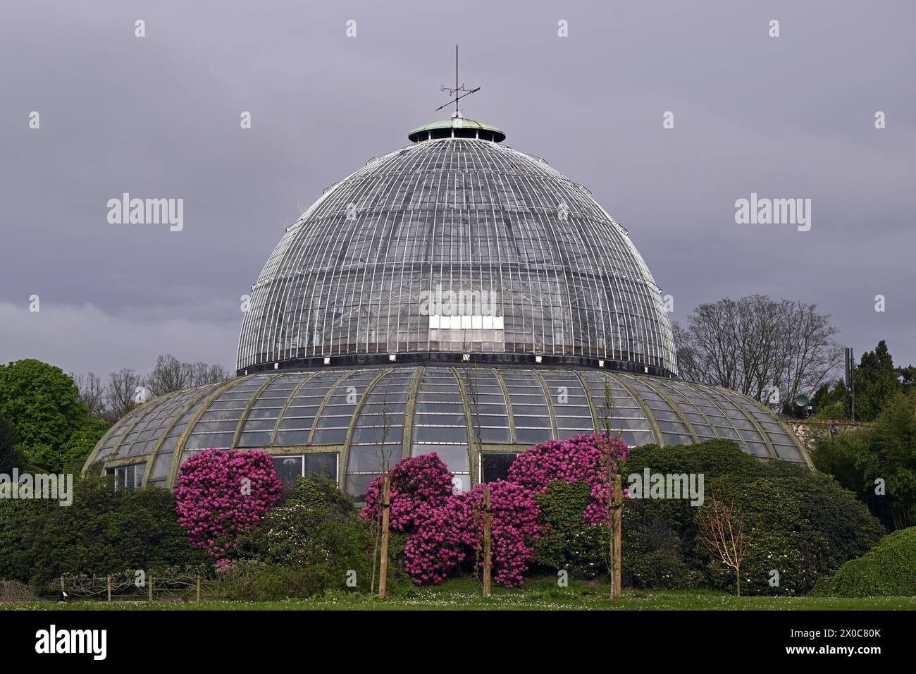 Bruxelles, Belgio. 11 aprile 2024. Le serre del castello reale di Laken/Laeken, Bruxelles, danno il benvenuto alla stampa per una visita giovedì 11 aprile 2024, prima dell'apertura al pubblico. Le serre possono essere visitate dal 26 aprile al 20 maggio. BELGA PHOTO ERIC LALMAND credito: Belga News Agency/Alamy Live News Foto Stock