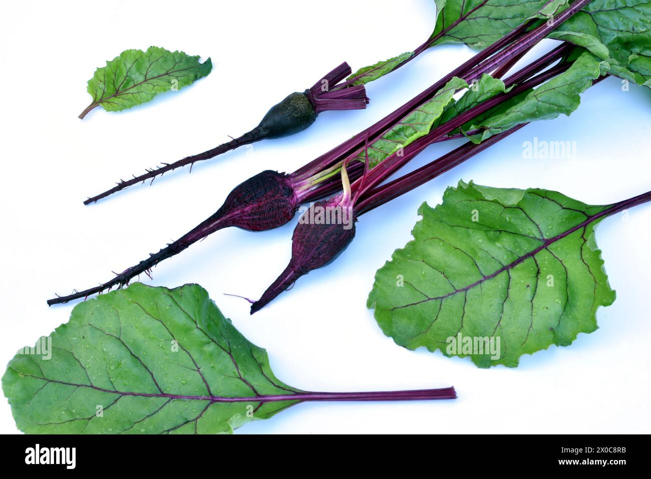 Su sfondo bianco, i primi frutti formati di barbabietole rosse e foglie verdi con vene rosse. Foto Stock