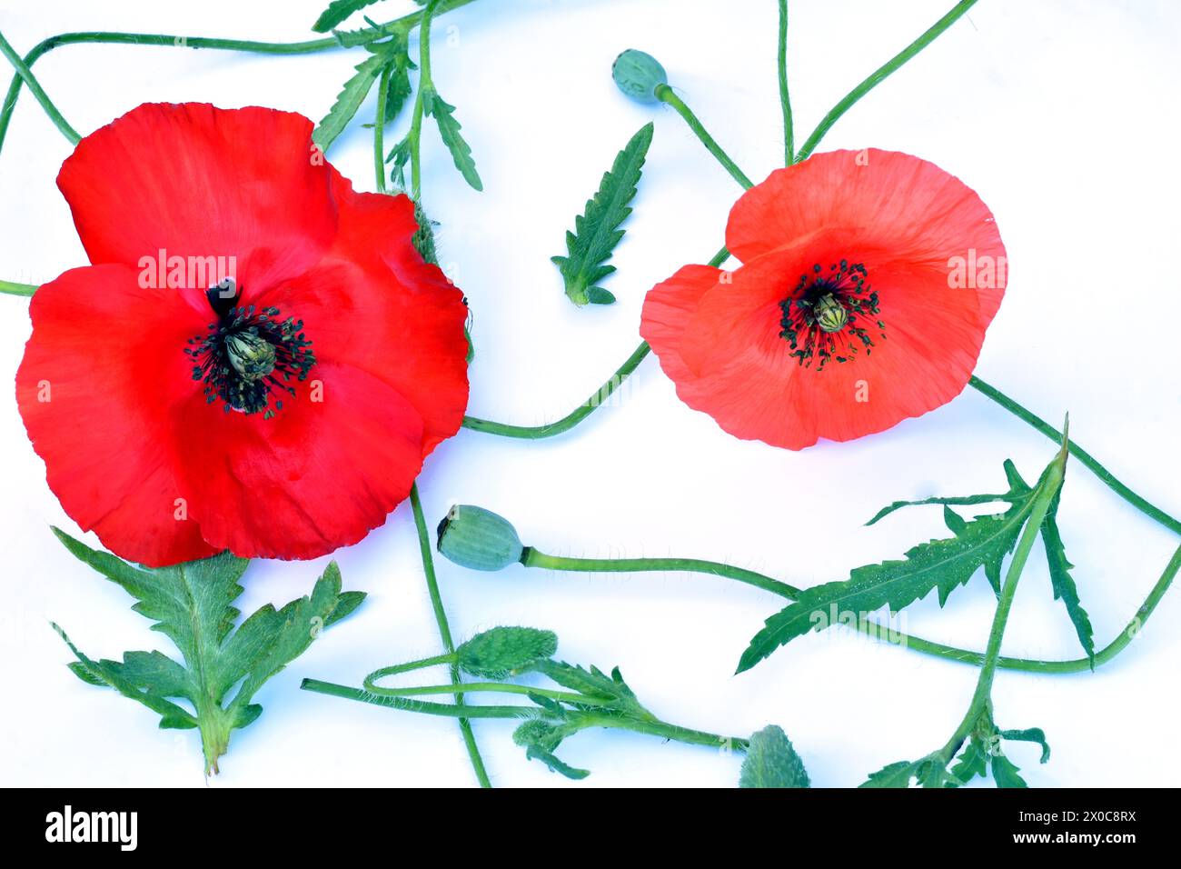 Disegno trama. Su sfondo bianco, due fiori di papavero rosso, lunghi steli della pianta e scatole con semi di papavero. Foto Stock