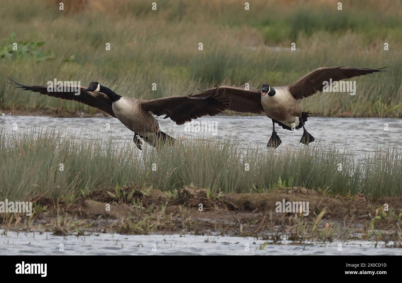 Canada Goose in volo presso RSPB Rainham Marshes Nature Reserve , Rainham, Essex - 07 aprile 2024. Foto Stock