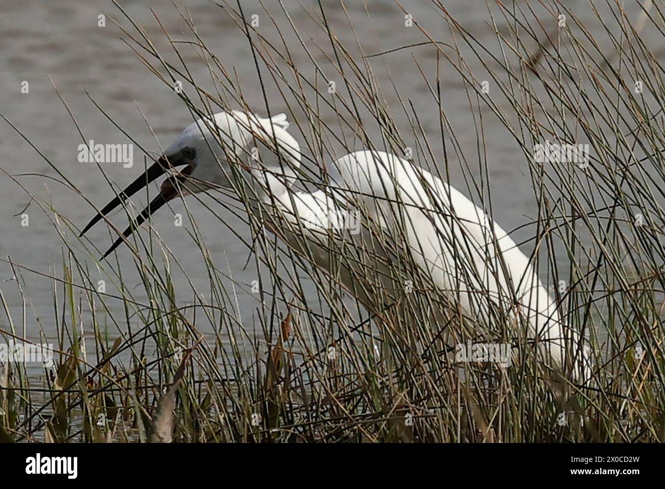 Little Egret in volo presso la riserva naturale RSPB Rainham Marshes , Rainham, Essex - 07 aprile 2024. Foto Stock