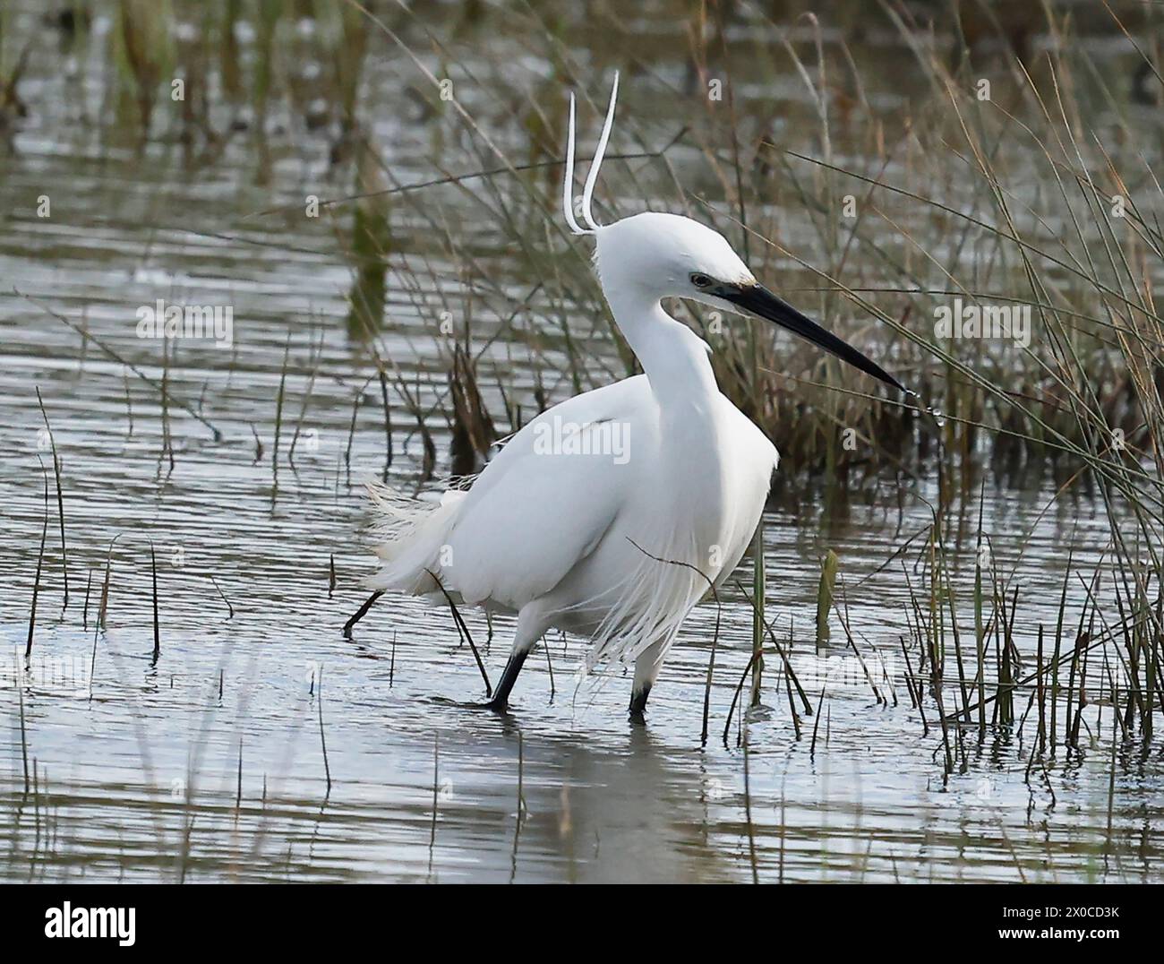 Little Egret in volo presso la riserva naturale RSPB Rainham Marshes , Rainham, Essex - 07 aprile 2024. Foto Stock